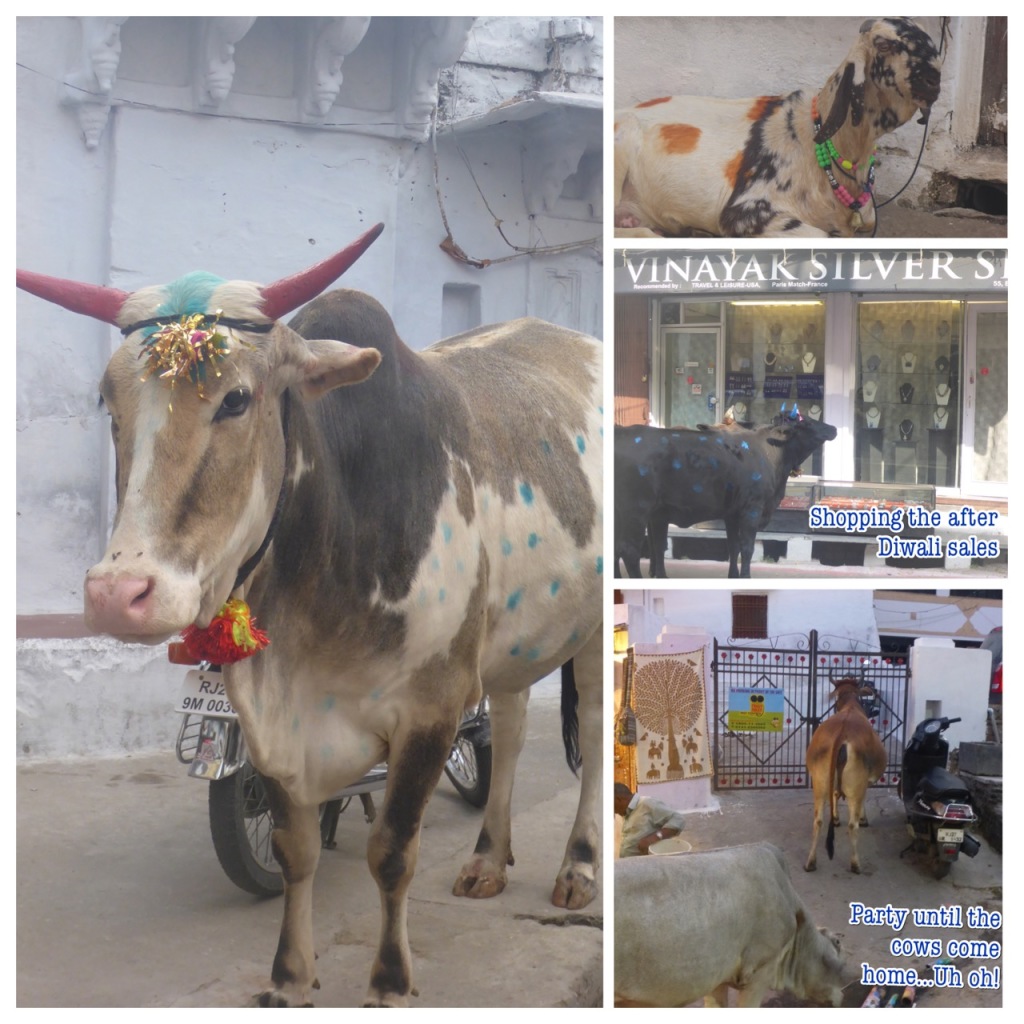 Party Cows in India - Dawali