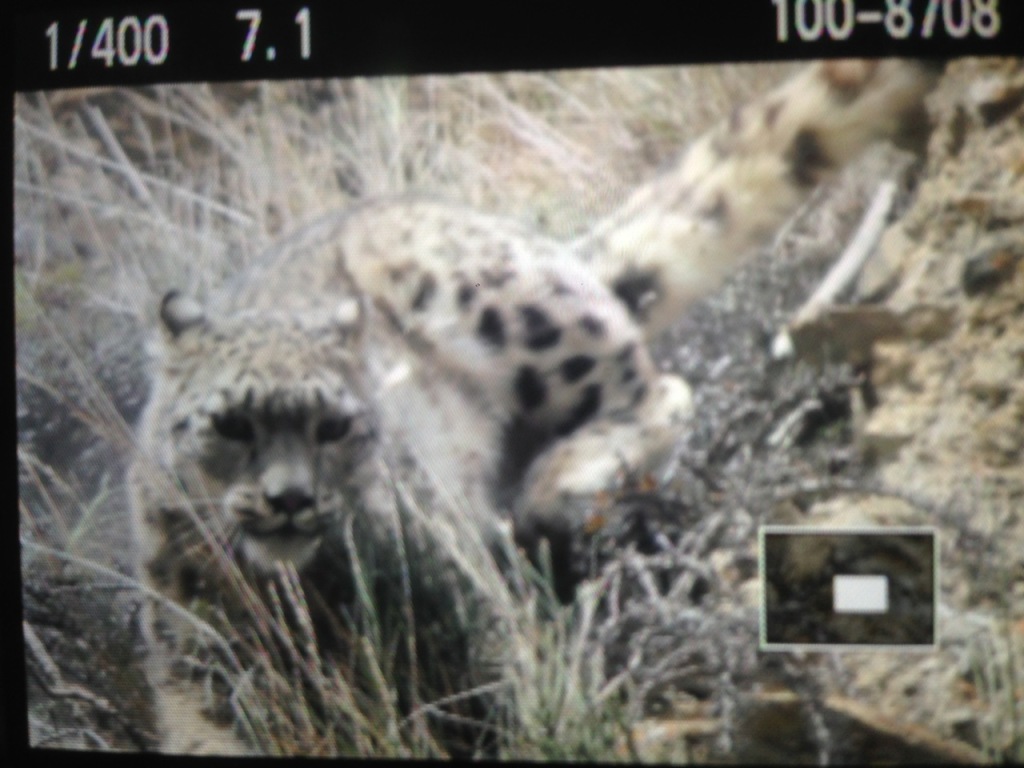 Snow Leopard Manang, Nepal 