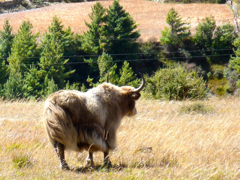 Yak