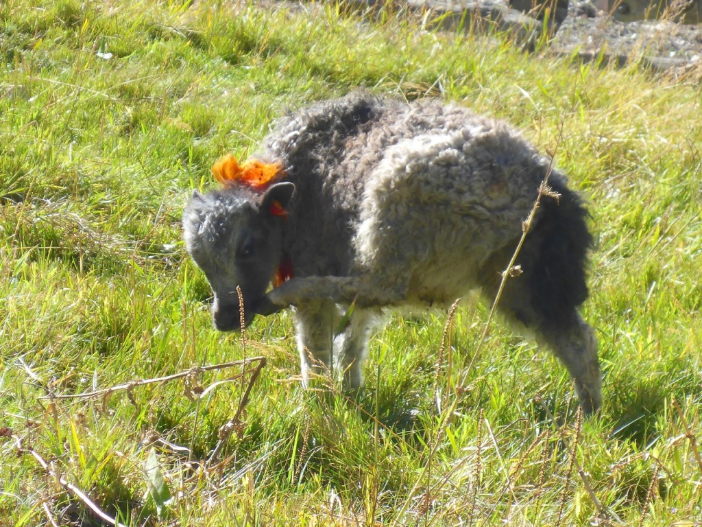 Baby Yak with bow, Manang Nepal