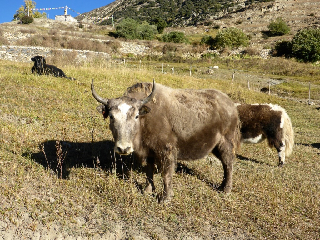 Yak Attack Kharka