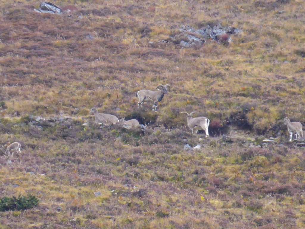 Mountain Goats