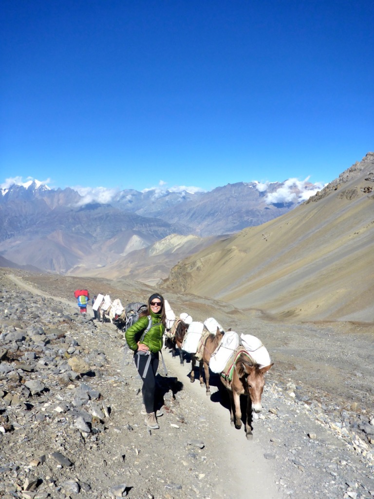 Mules going up Thorong La Pass Annapurna Circuit Nepal