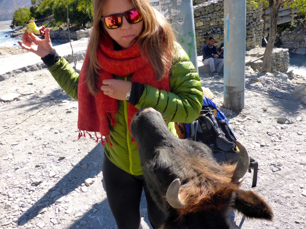 Even the cows were a little aggressive in Jomsom!