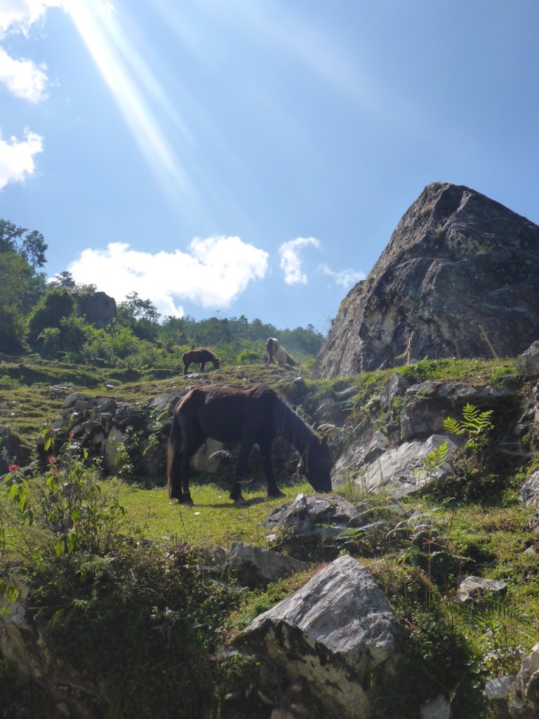 Nepali Horses