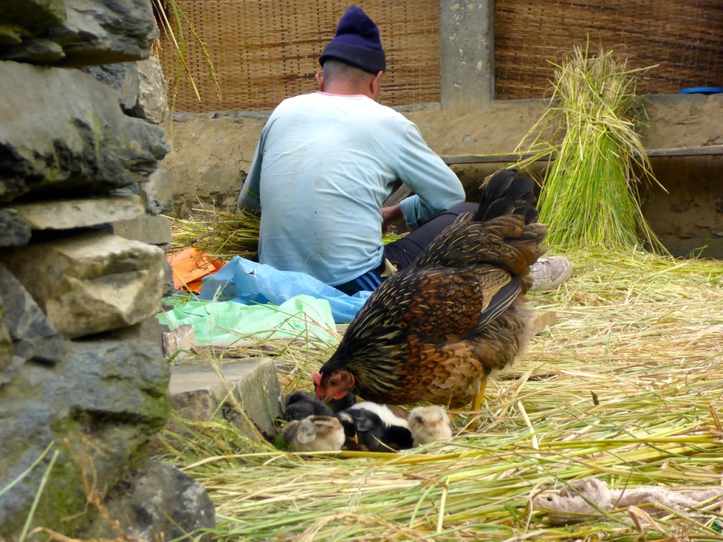 Chicks with Chicken