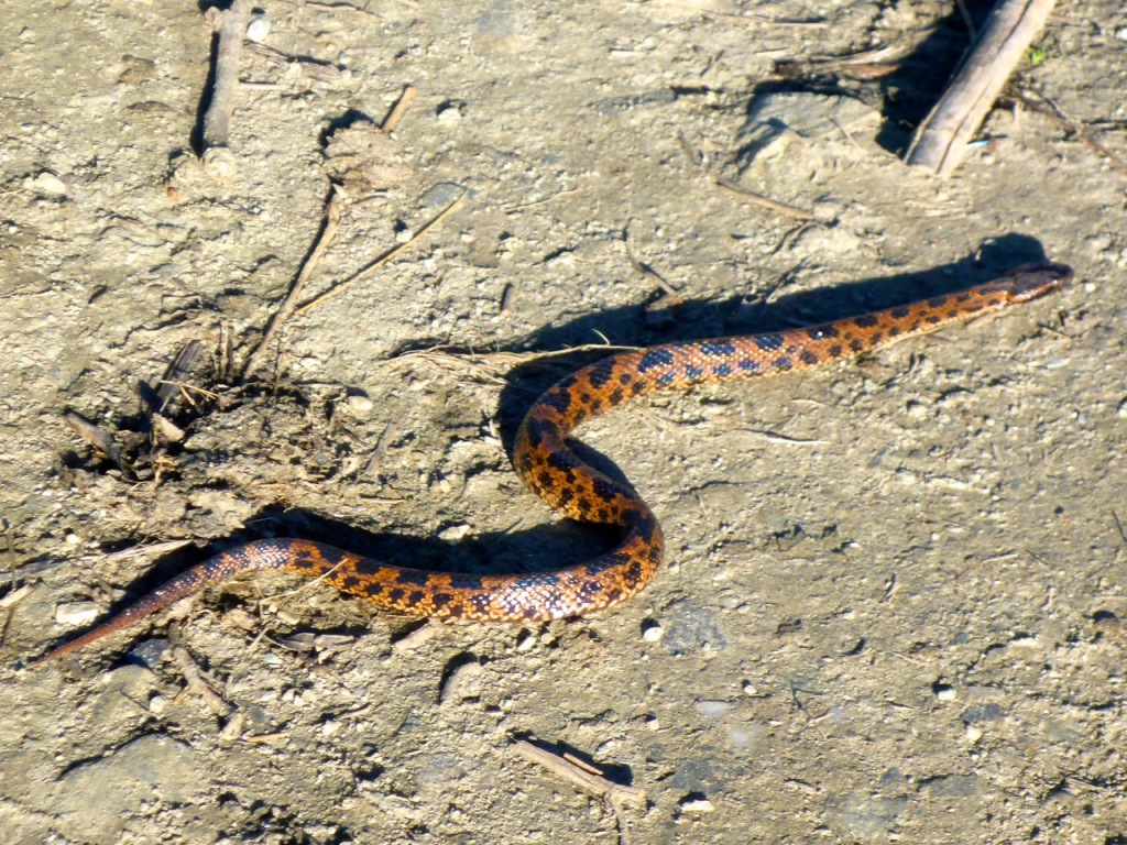 A snake in Nepal