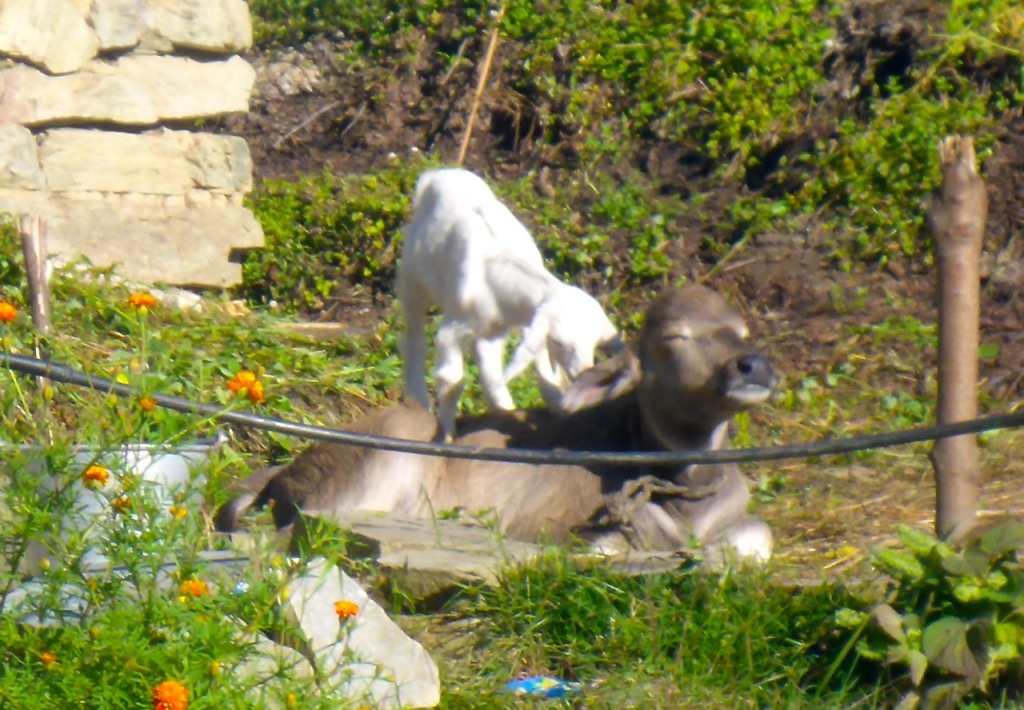 A baby goat playing on a baby water Buffalo