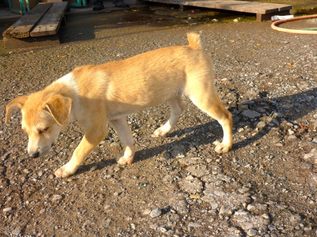 Thit Cho - Eating Dog in Vietnam