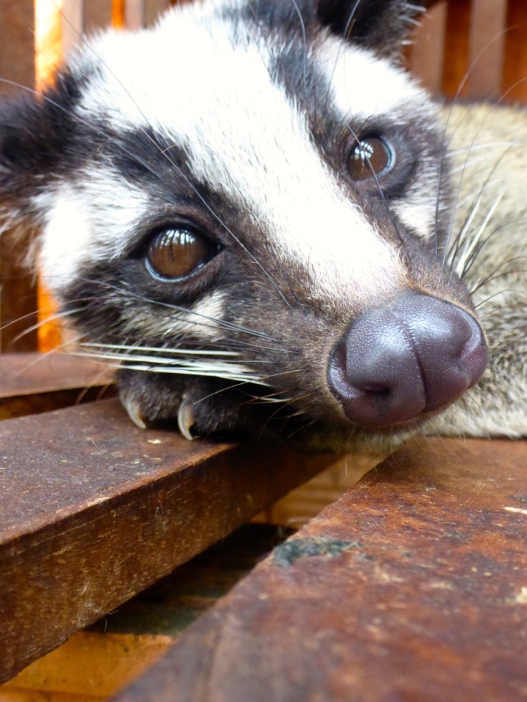 Civet Coffee - Dalat, Vietnam