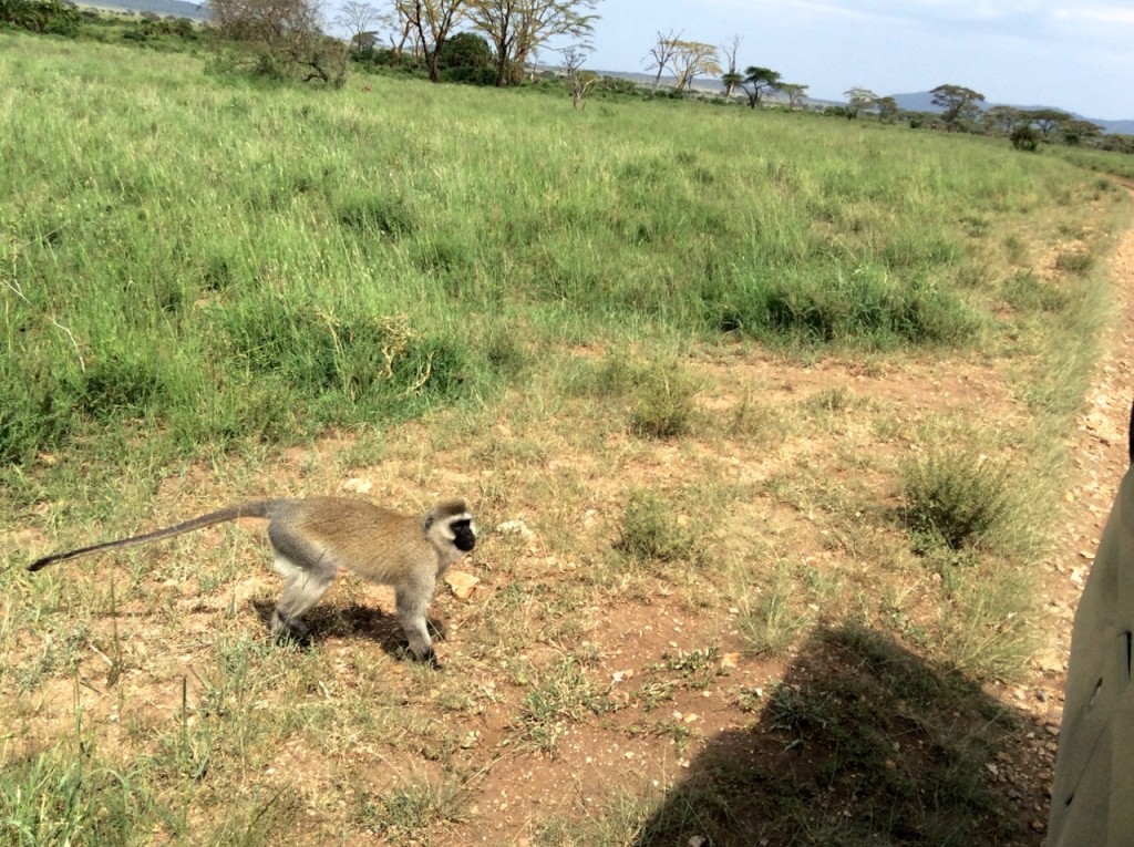 Monkey - Serengeti National Park, Tanzania