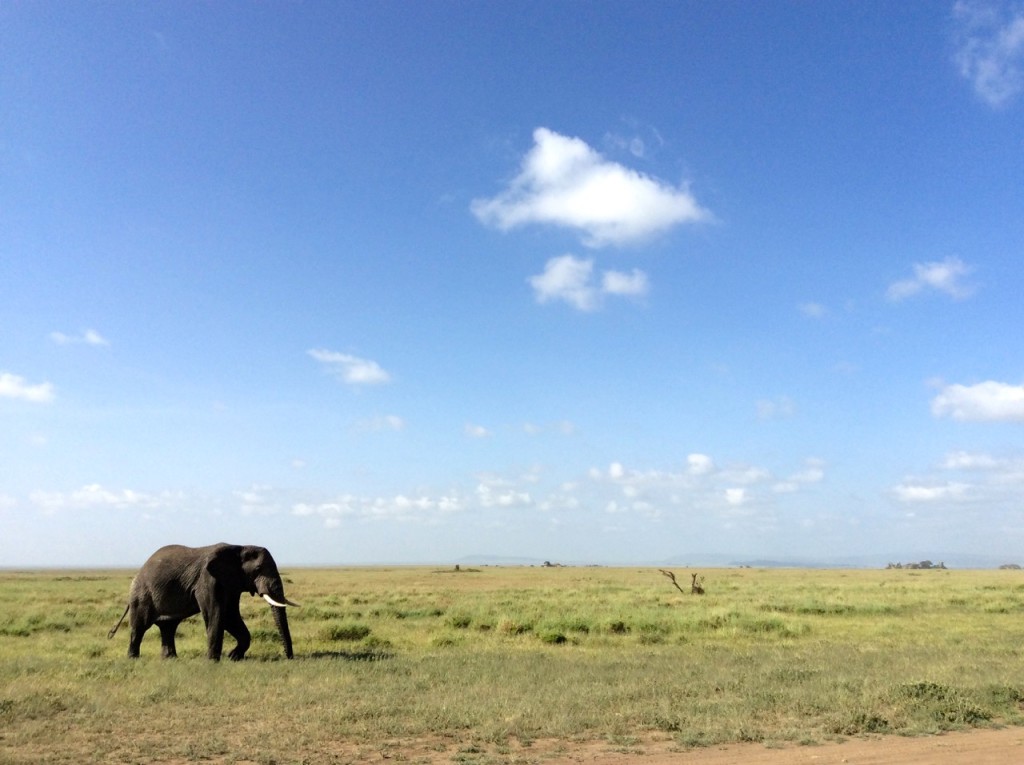 Elephant Serengeti National Park, Tanzania