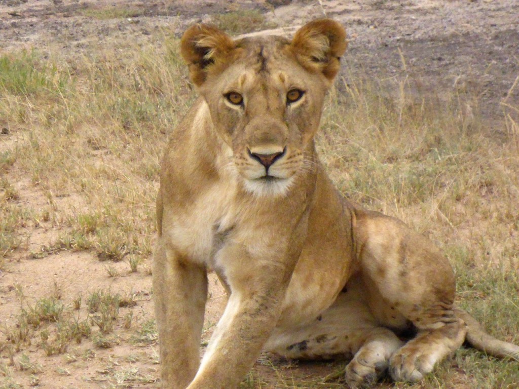 Serengeti National Park, Tanzania