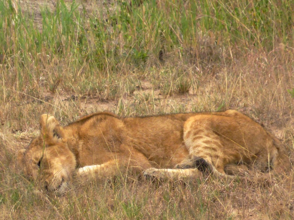 Serengeti National Park, Tanzania