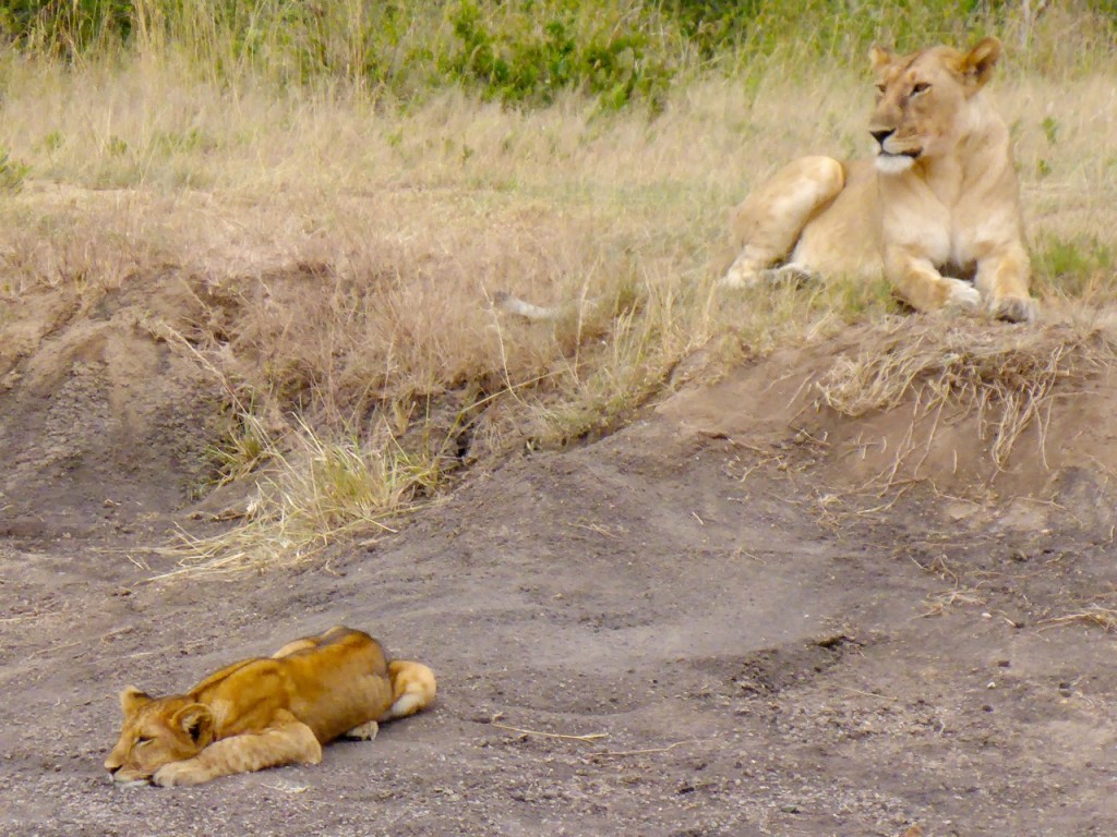 Serengeti National Park, Tanzania