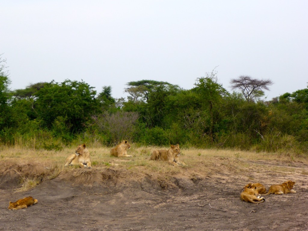 Serengeti National Park, Tanzania