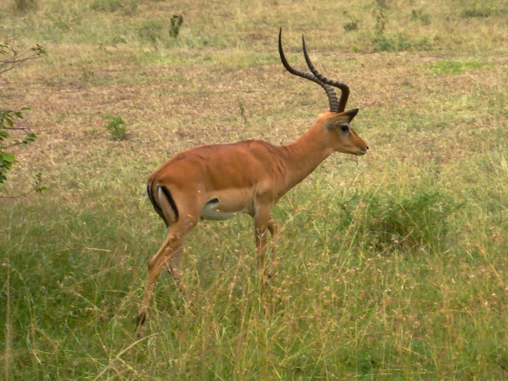 Serengeti National Park, Tanzania