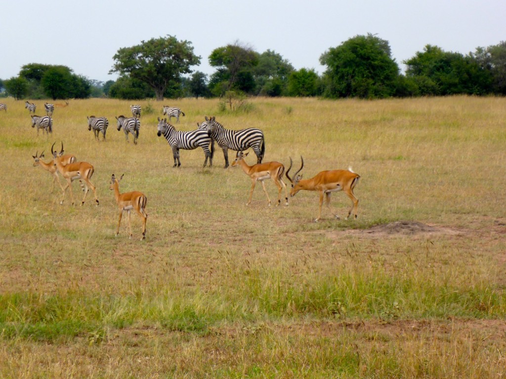 Serengeti National Park, Tanzania