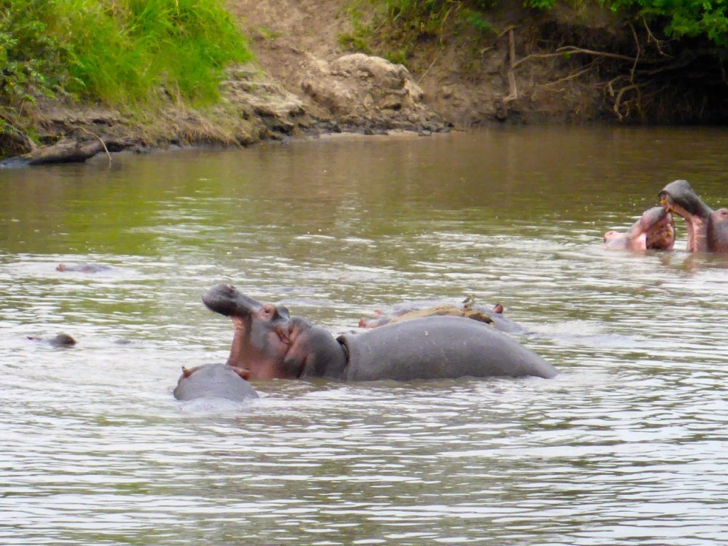 Serengeti National Park, Tanzania