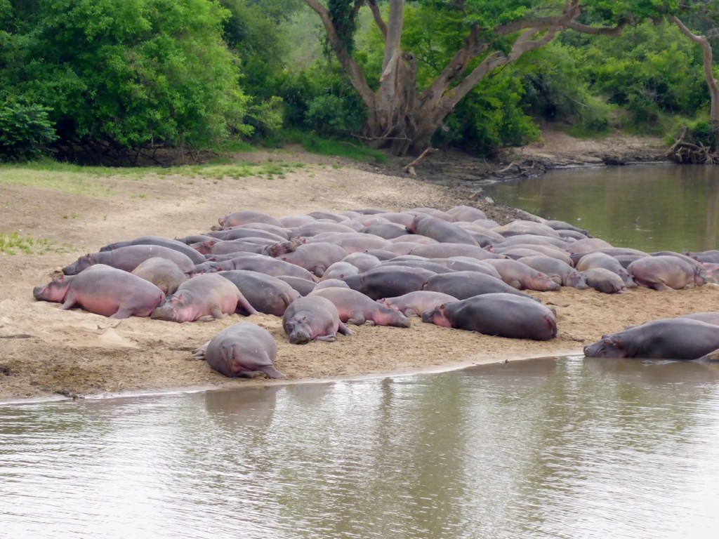 Serengeti National Park, Tanzania