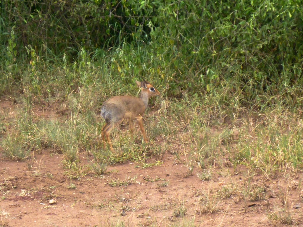 Dik Dik Serengeti National Park, Tanzania