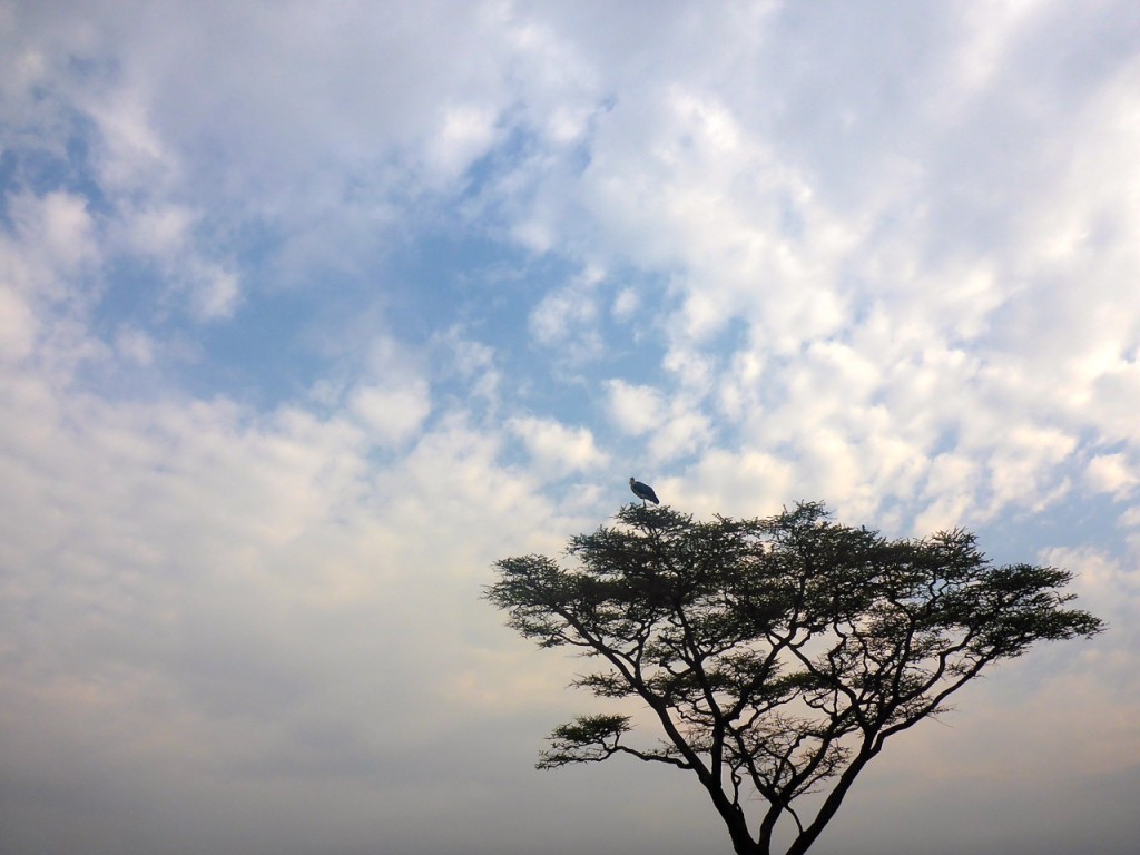 Serengeti National Park, Tanzania