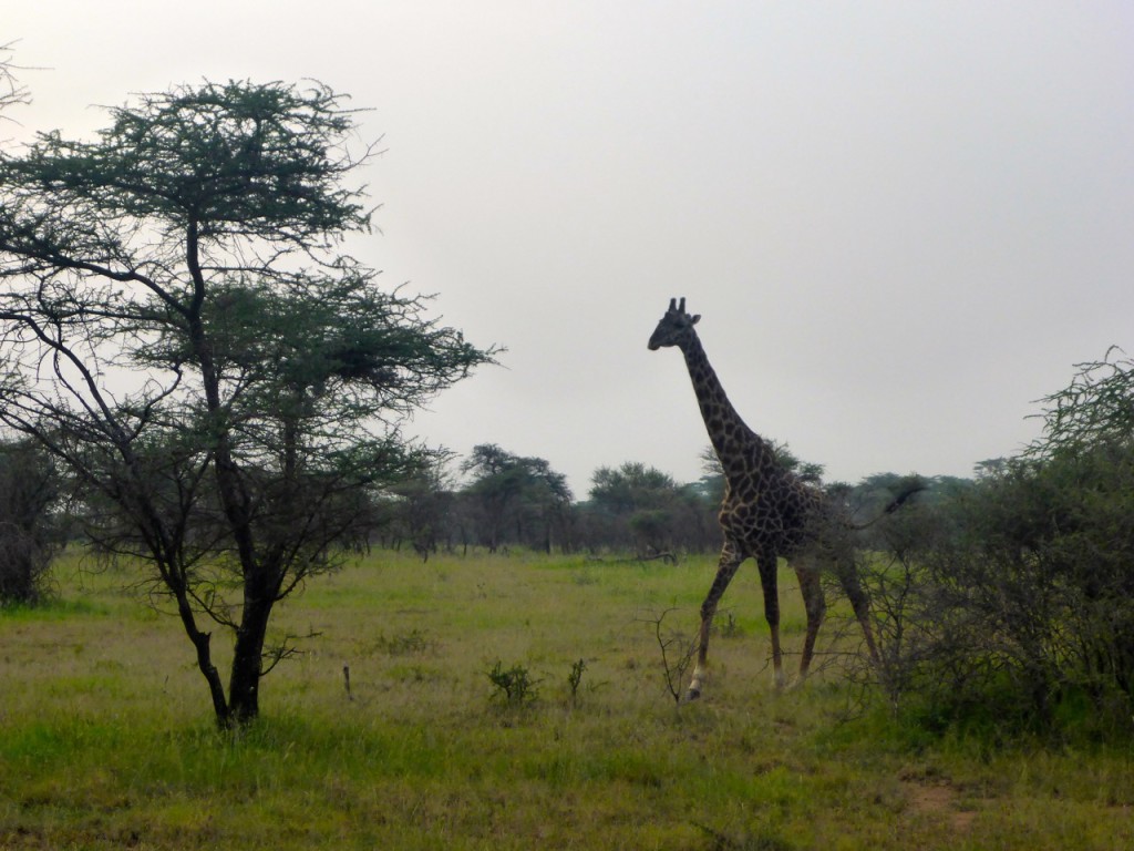 Giraffe Serengeti National Park, Tanzania