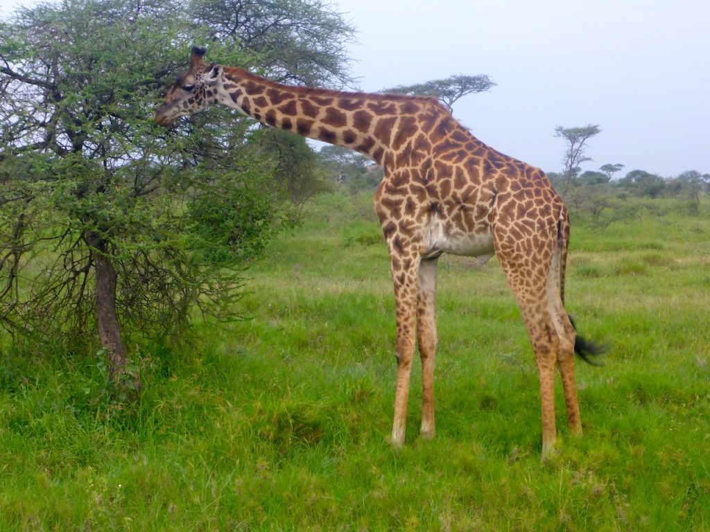 Giraffe Serengeti National Park, Tanzania