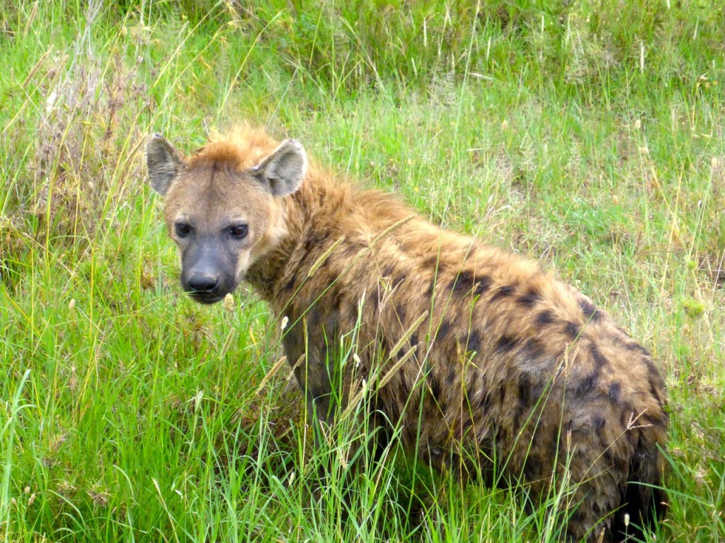 Hyena Serengeti National Park, Tanzania