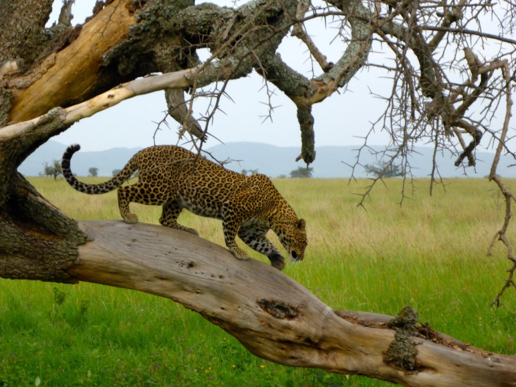 Leapord Serengeti National Park, Tanzania