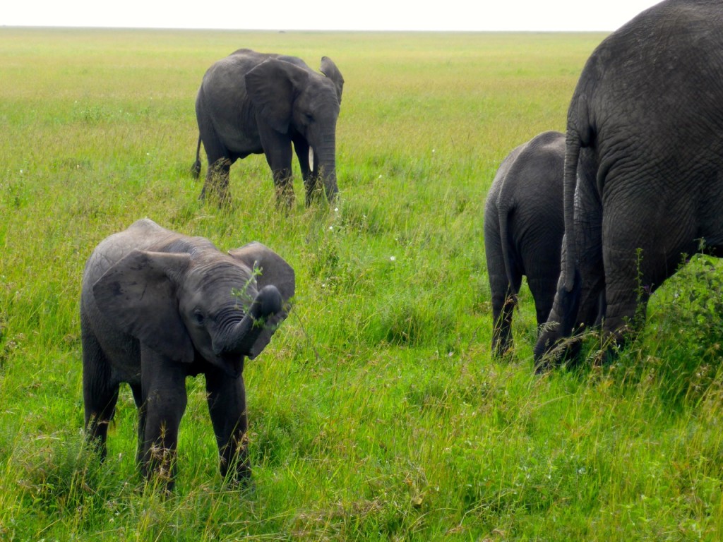 Elephant Serengeti National Park, Tanzania