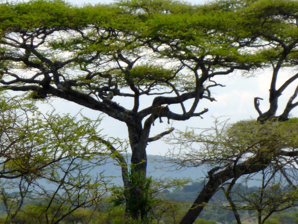 Leapord Serengeti National Park, Tanzania