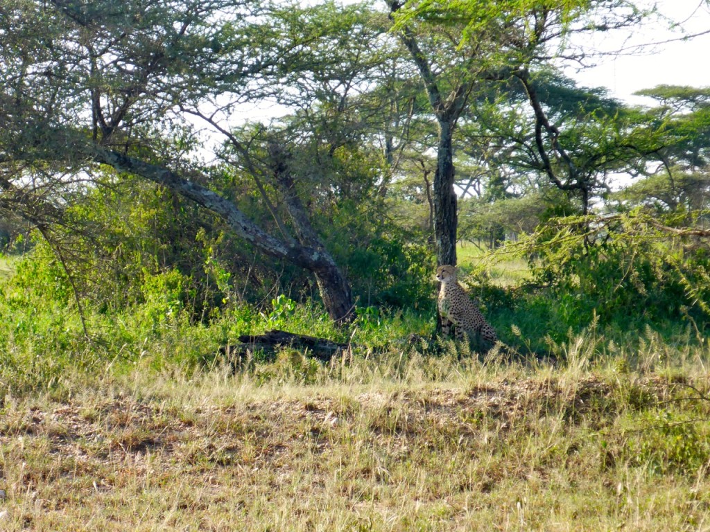 Cheetah Serengeti National Park, Tanzania