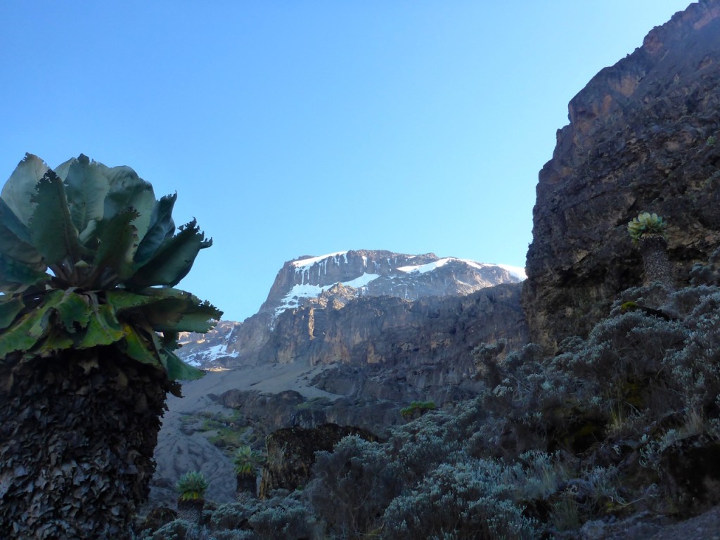 Kilimanjaro