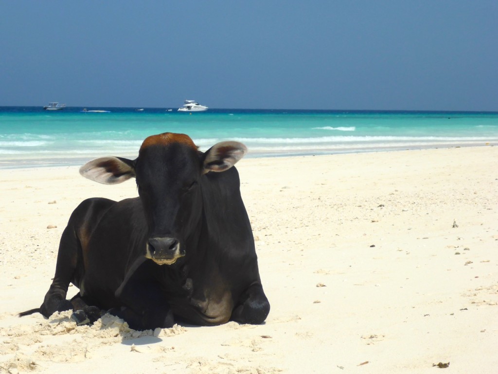 Cow on Nungwi Beach, Zanzibar