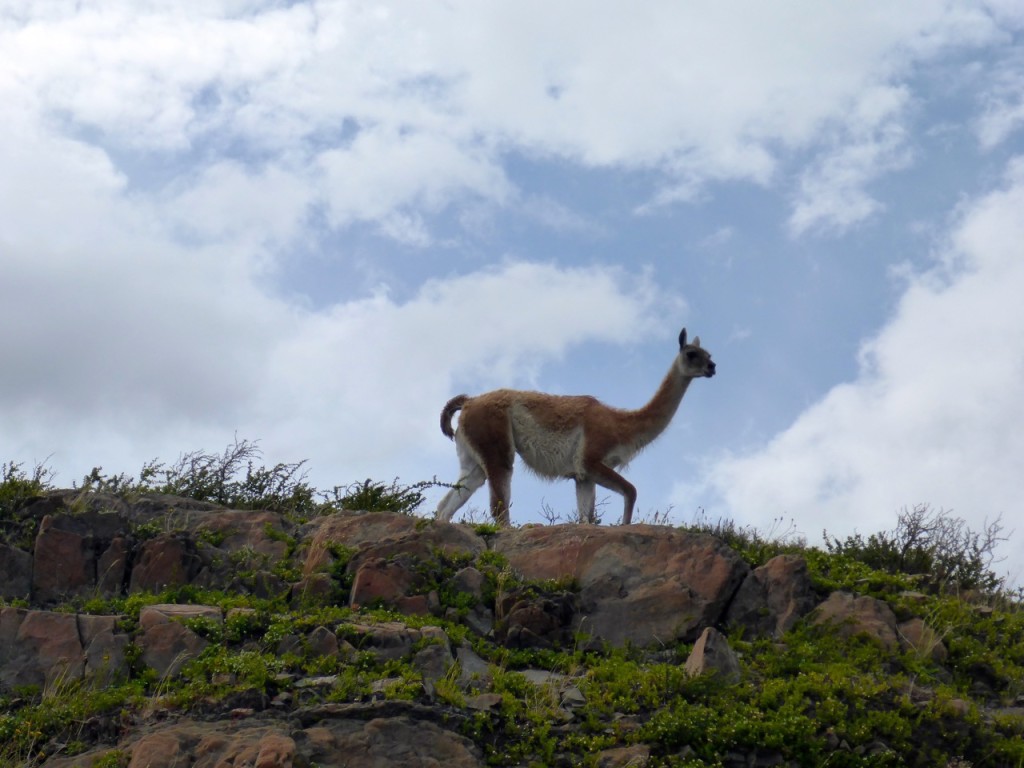 Guanaco, Torres del Paine, Patagonia, Chilie 