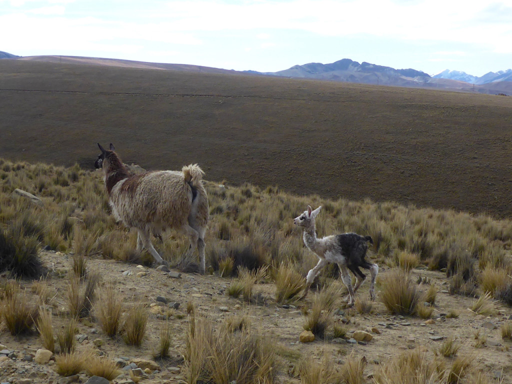 Llamas on the way to Huayna Potosí