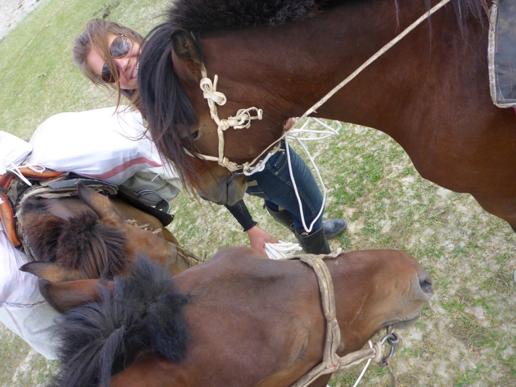 Horse Heads in Mongolia