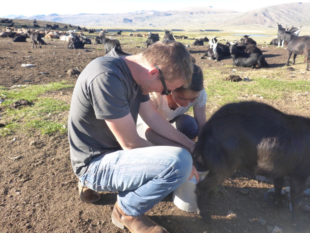 Milking goats - Tavan Bodg National Park; Western Mongolia