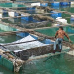 FIsh Farm Ha Long Bay, Cat Ba Town, Vietnam