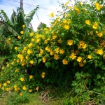 Flower Farm - Dalat, Vietnam