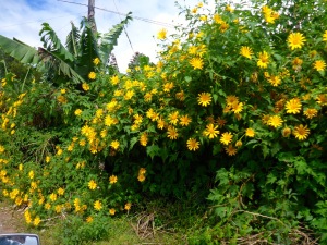 Flower Farm - Dalat, Vietnam