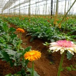 Flower Farm - Dalat, Vietnam