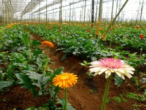 Flower Farm - Dalat, Vietnam