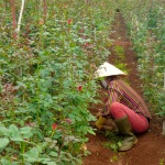 Flower Farm - Dalat, Vietnam