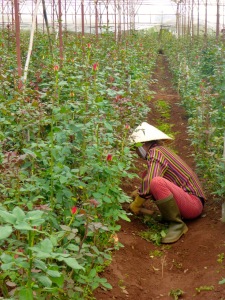 Flower Farm - Dalat, Vietnam