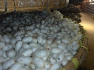 Silk Farm - Dalat, Vietnam