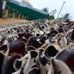 Mushroom farm - Dalat, Vietnam