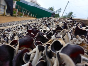 Mushroom farm - Dalat, Vietnam