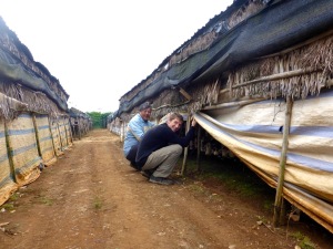 Mushroom farm - Dalat, Vietnam